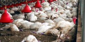 gripe aviária no Brasil