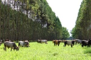 Brasil Lidera Revolução na Agropecuária Sustentável