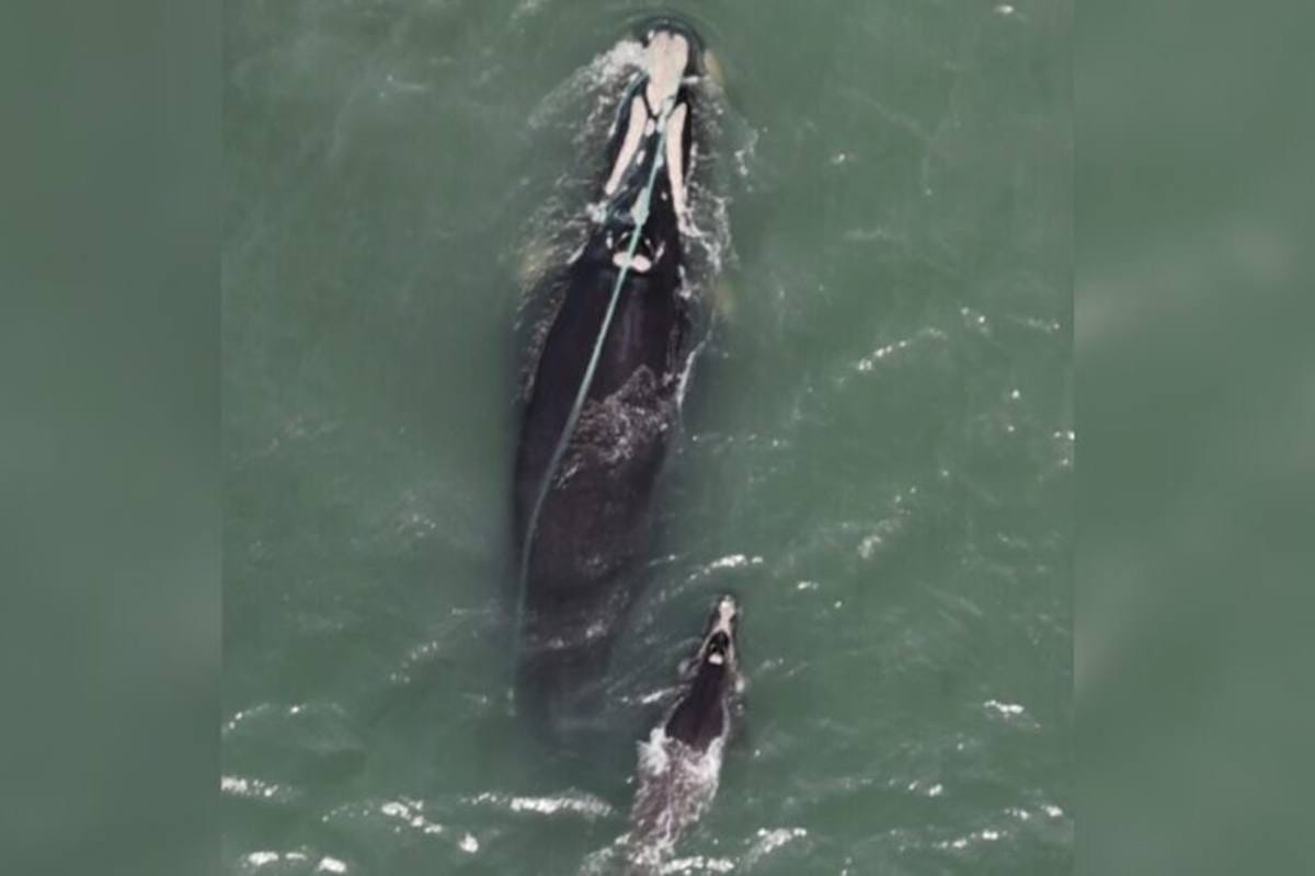 Baleia-franca Presa em Rede de Pesca é Avistada em Praia de Santa Catarina