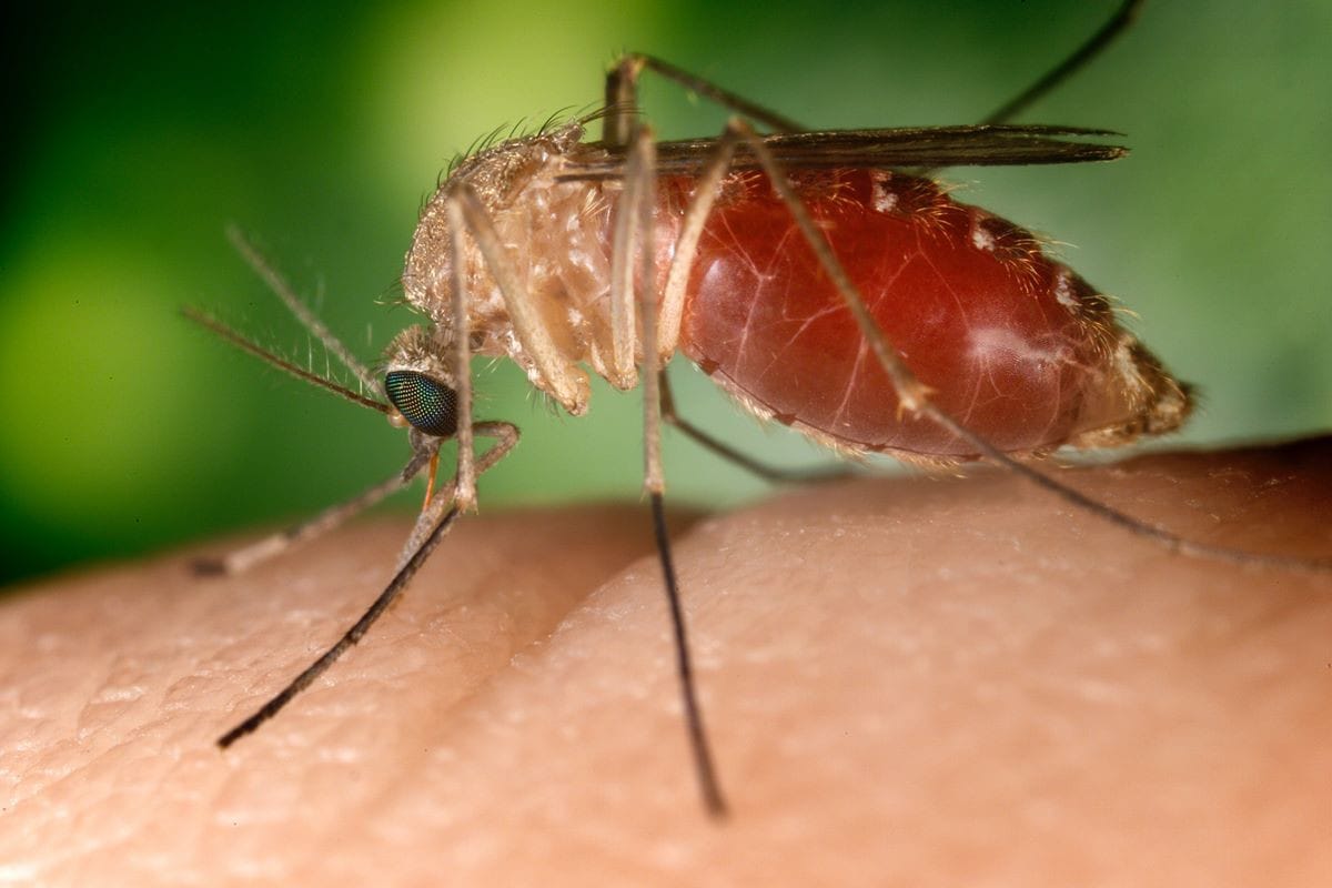 Febre Oropouche: De Doença Amazônica ao Aumento de Casos em Todo o Brasil