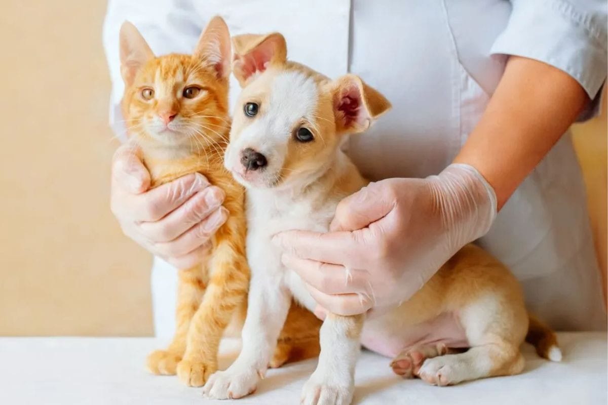 Folga a Servidores por Morte de Pets: Prefeito Veta Projeto com Base Jurídica