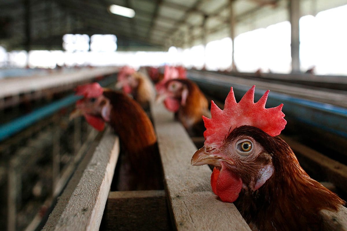 Gripe Aviária em Ceará: O Primeiro Foco em Aves Domésticas