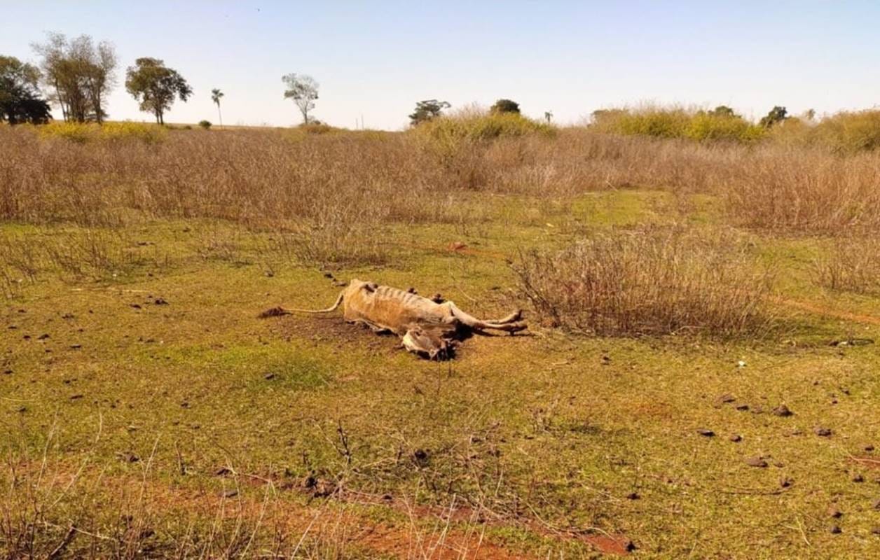 Maus-tratos a Animais: Polícia Investigará Caso em Fazenda de GO com 80 Mortes por Fome e Sede