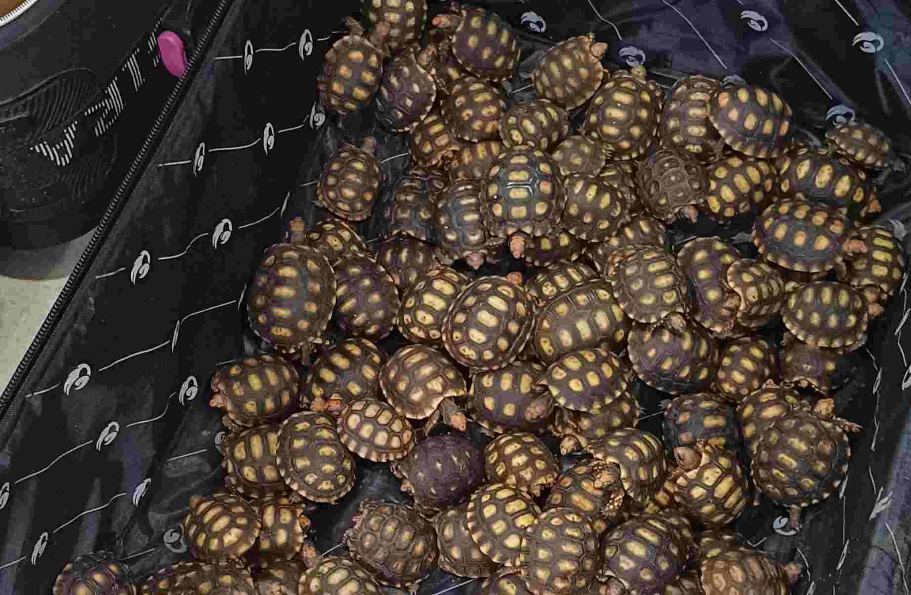 PRF: Flagra de 600 Filhotes de Jabuti em Mala é Detido em Operação na BR