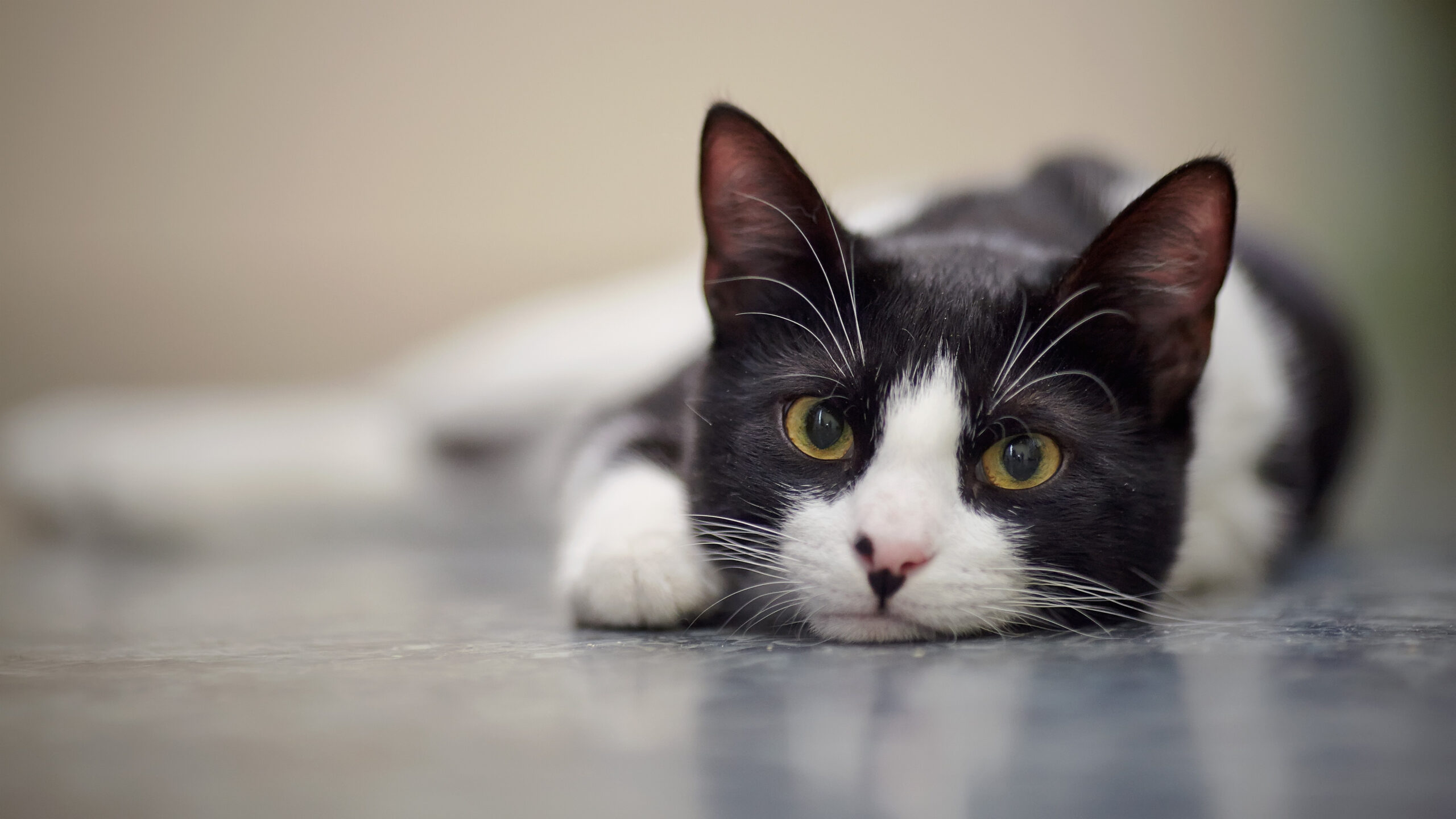 Condenação de adolescentes por maus-tratos a gatos: análise completa dos fatos
