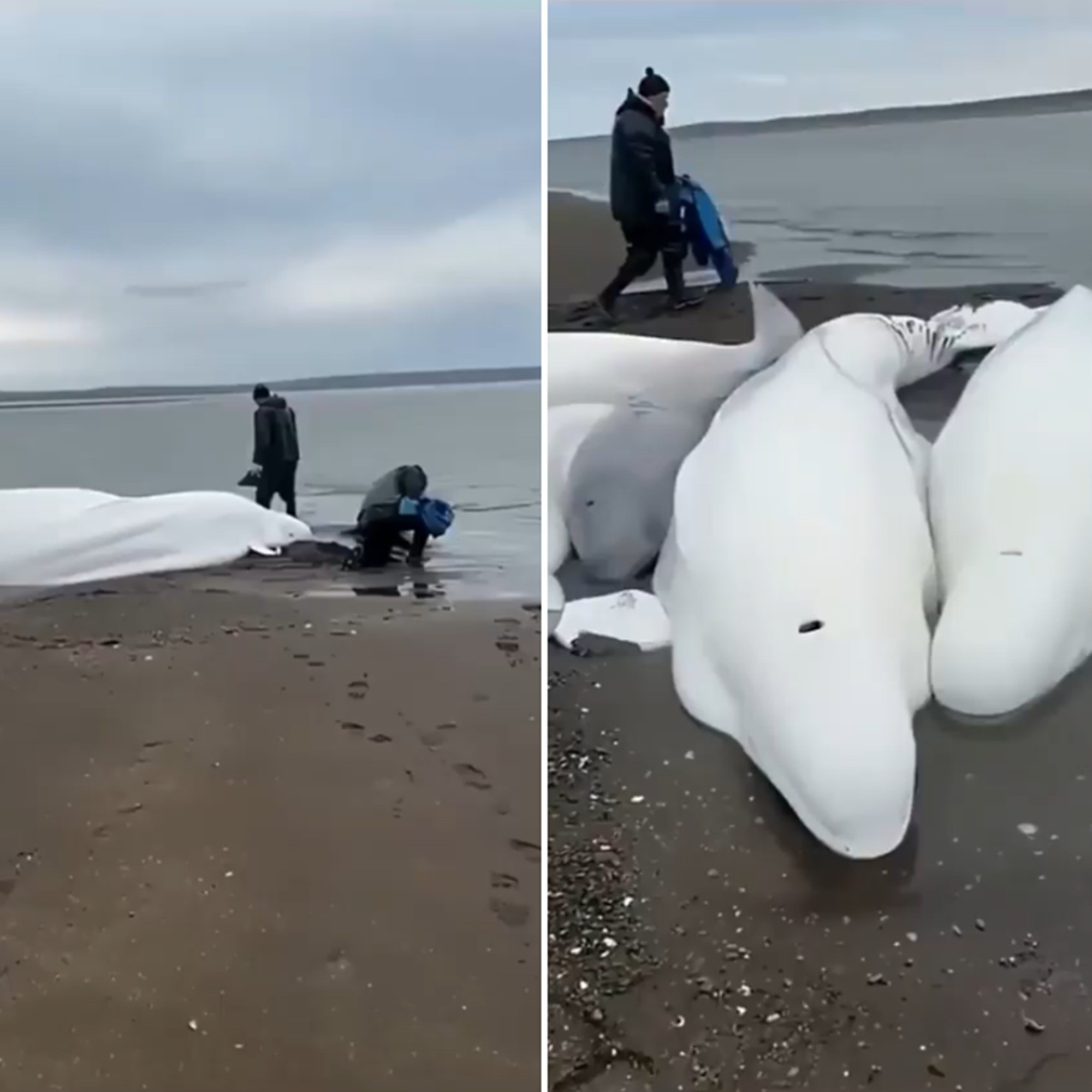 fake news: Vídeo de baleias-beluga na Rússia antes do tsunami é completamente falso