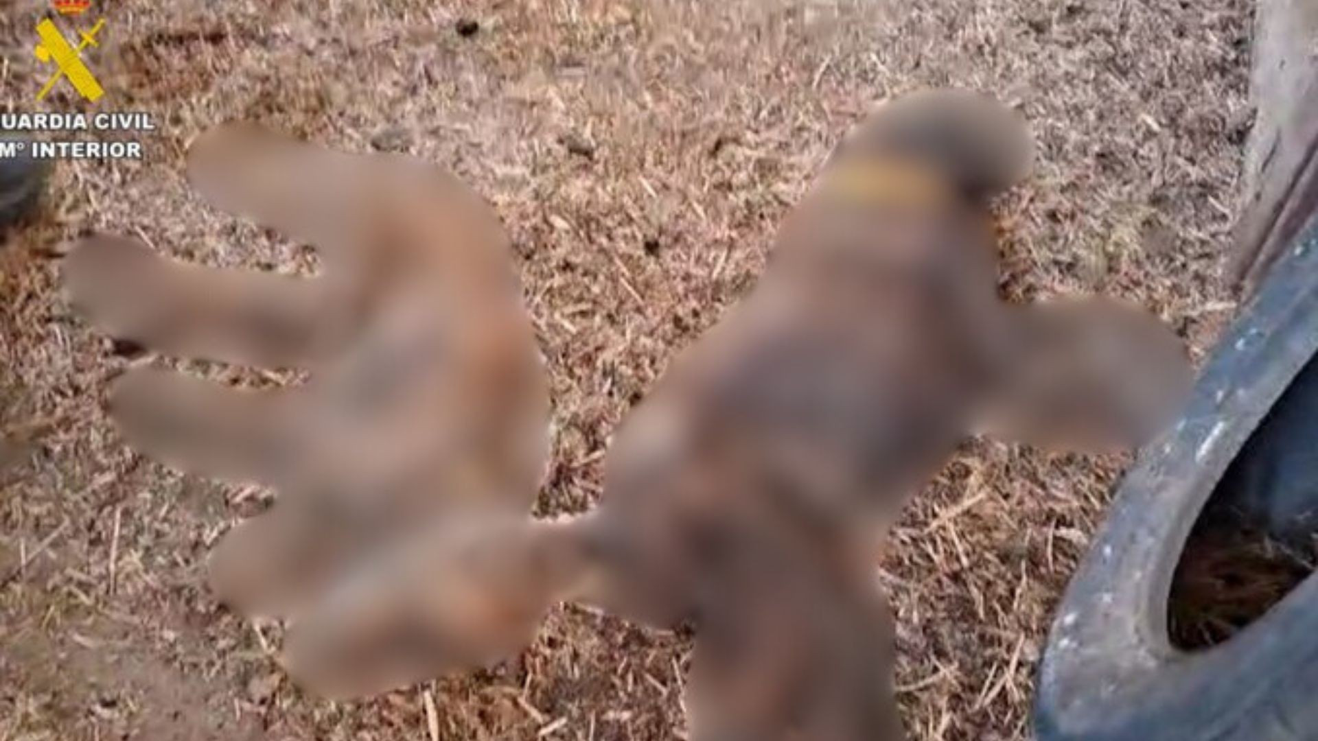 Guarda Civil Espanhola Revela Cadeia de Cães em Condições deploráveis de Abandono Mortal