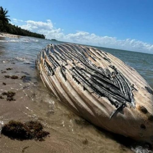 Baleia é encontrada morta: investigação e consequências no Sul da Bahia
