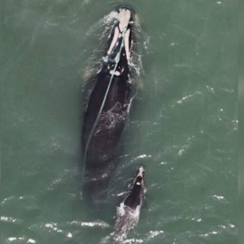 Baleia-franca Presa em Rede de Pesca é Avistada em Praia de Santa Catarina