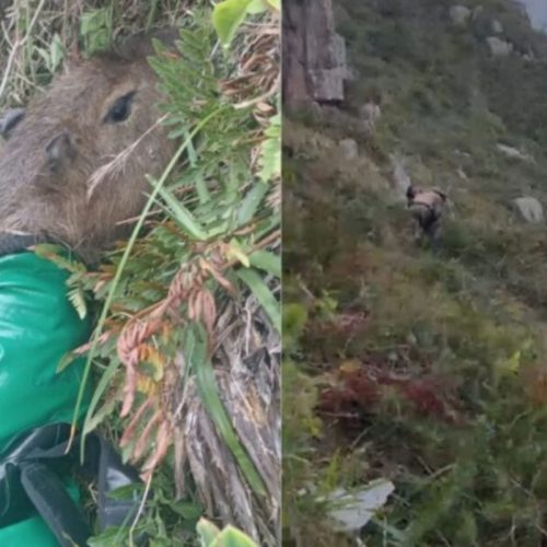 Capivara: Operação de Resgate em Helicóptero Após Cair de Penhasco em Santa Catarina