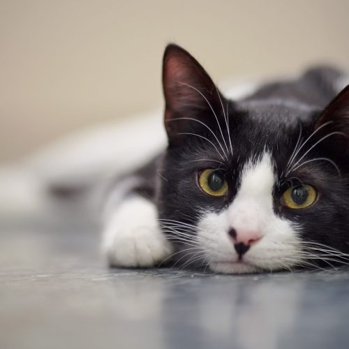 Condenação de adolescentes por maus-tratos a gatos: análise completa dos fatos