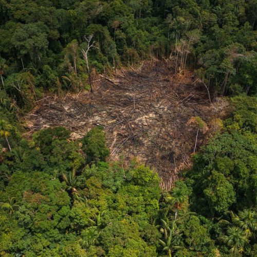 Desmatamento na Amazônia sobe 4% em 2024-2025: Análise completa dos dados do Inpe