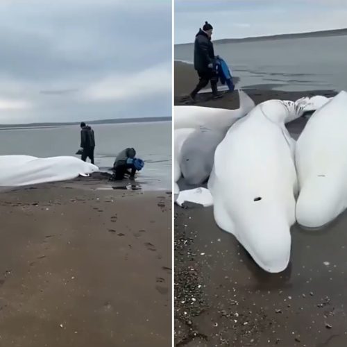 fake news: Vídeo de baleias-beluga na Rússia antes do tsunami é completamente falso
