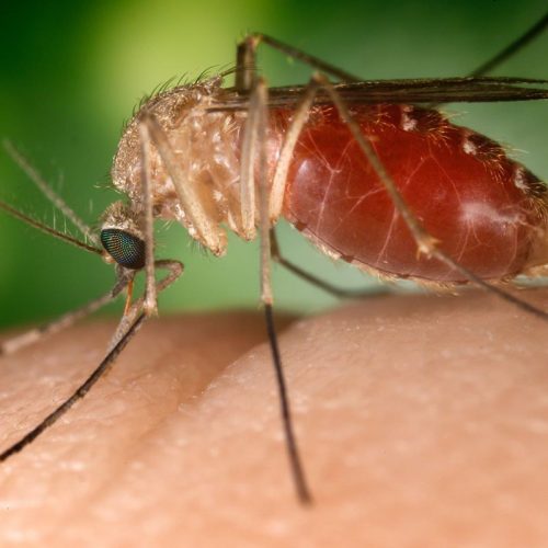 Febre Oropouche: De Doença Amazônica ao Aumento de Casos em Todo o Brasil