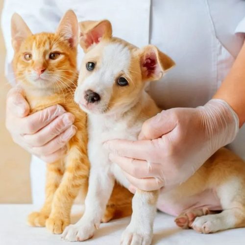 Folga a Servidores por Morte de Pets: Prefeito Veta Projeto com Base Jurídica