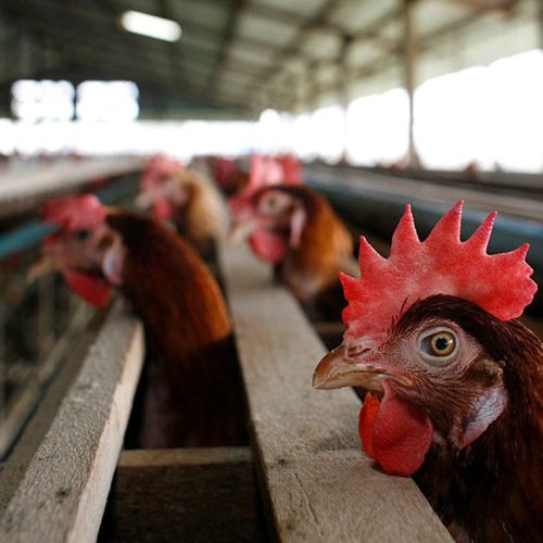 Gripe Aviária em Ceará: O Primeiro Foco em Aves Domésticas