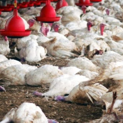 Alerta Nacional: Gripe Aviária Chega ao Brasil e Afeta Exportações de Frango para a China