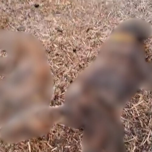 Guarda Civil Espanhola Revela Cadeia de Cães em Condições deploráveis de Abandono Mortal