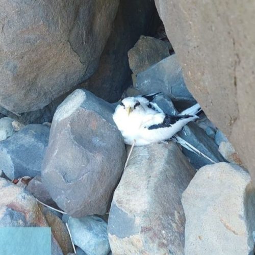 Infração Ambiental em Fernando de Noronha: Turista Chinês é Multado em R$ 10 Mil