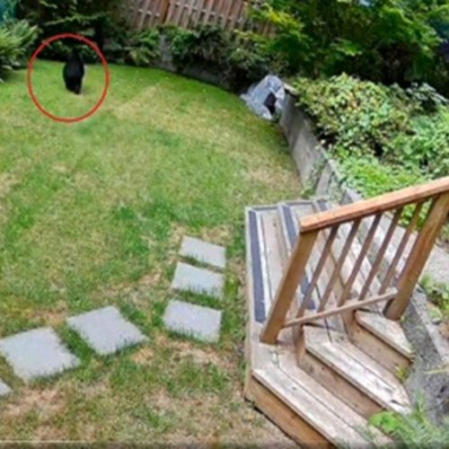 Lulu da Pomerânia expulsa urso: Um caso fato ou fake verificado