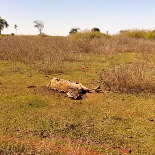 Maus-tratos a Animais: Polícia Investigará Caso em Fazenda de GO com 80 Mortes por Fome e Sede