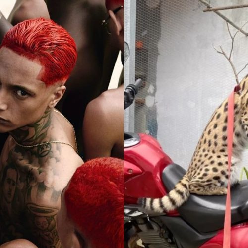 Oruam Multado Por Ibama: Consequências de Manter Animais Silvestres