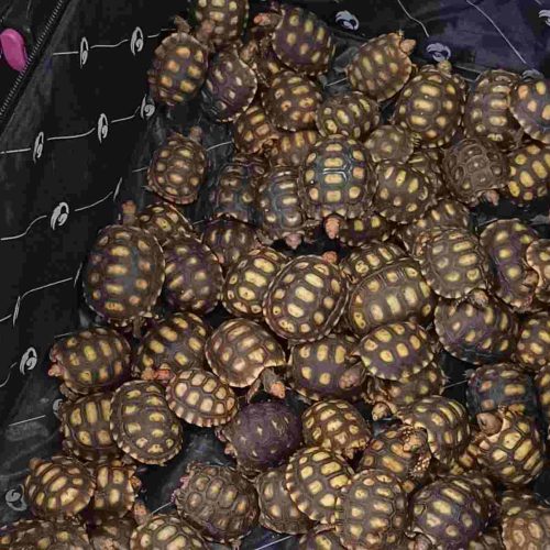 PRF: Flagra de 600 Filhotes de Jabuti em Mala é Detido em Operação na BR